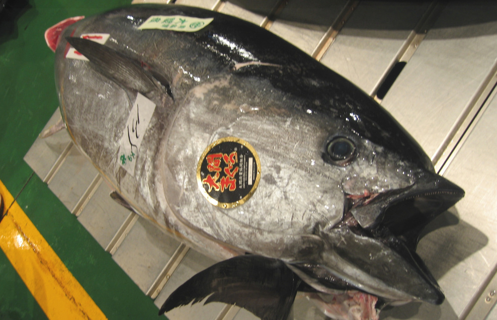 大間マグロだけじゃない！青森の絶品マグロの旬や特徴を徹底解…