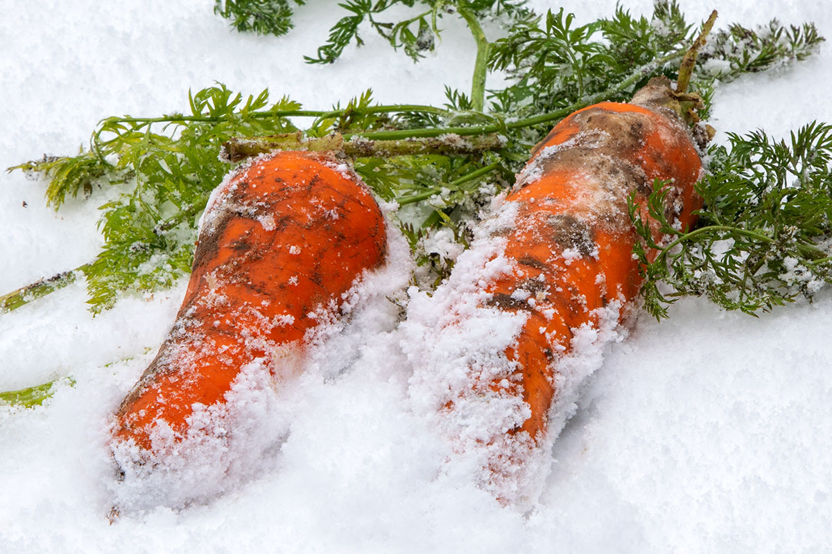 雪の下で蓄える甘み。「ふかうら雪人参」