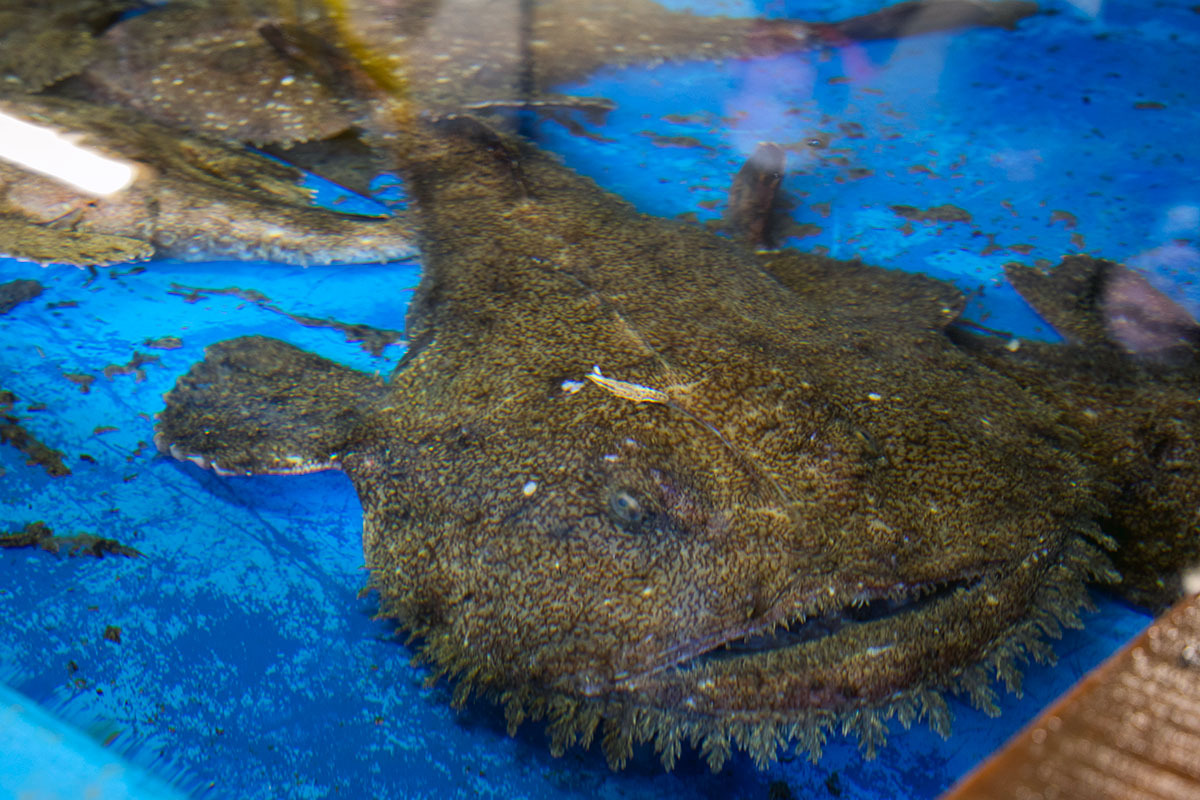 刺身で味わう！津軽海峡がもたらす冬の至宝「風間浦鮟鱇」
