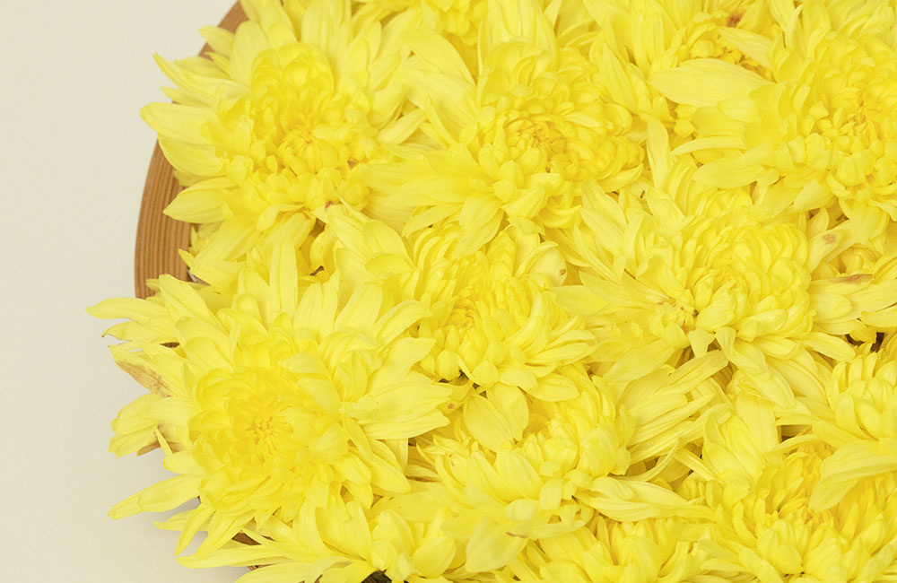 青森が誇る食用菊「阿房宮（あぼうきゅう）」