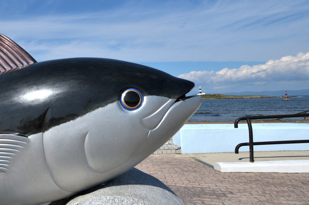 大間のまぐろ漁師になれる!?一本釣り体験