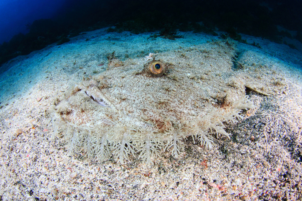 アンコウを釣る針には餌がない!?