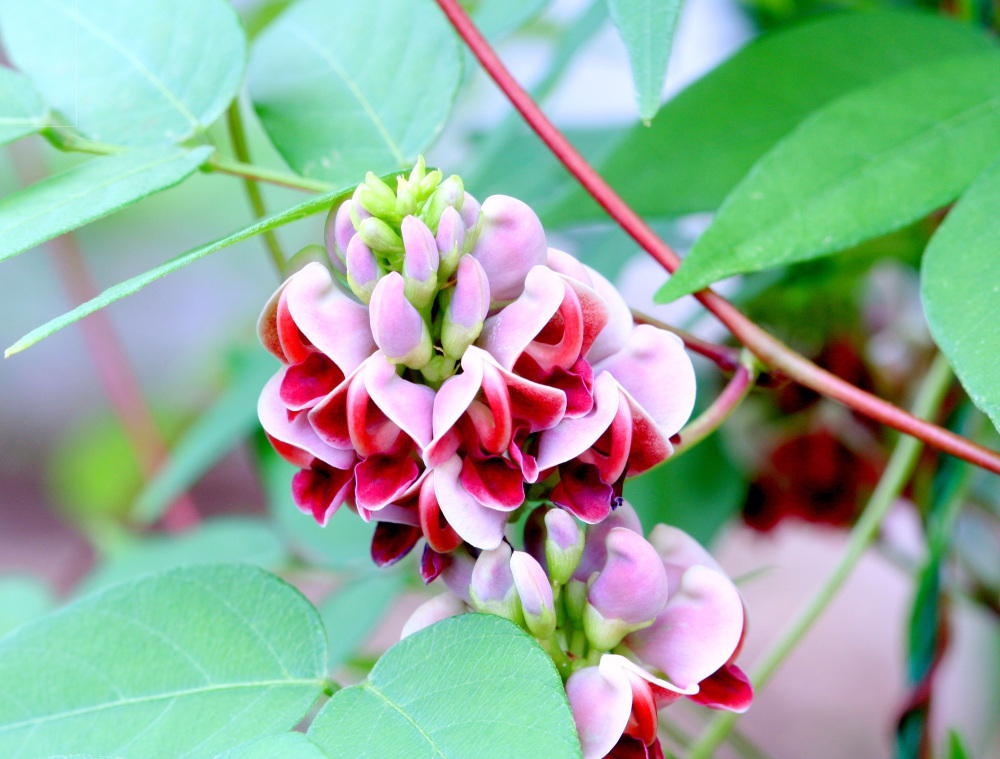 土の中の「アピオス」