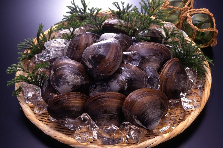 青森のホッキ貝は全て9〜10年もの!?