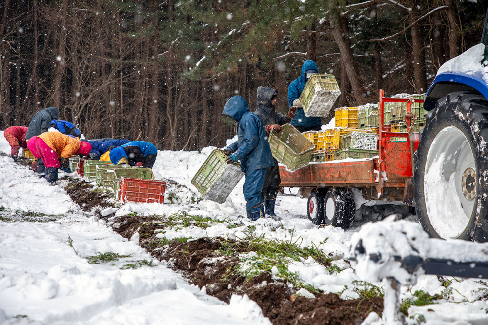 ふかうら雪人参の収穫作業