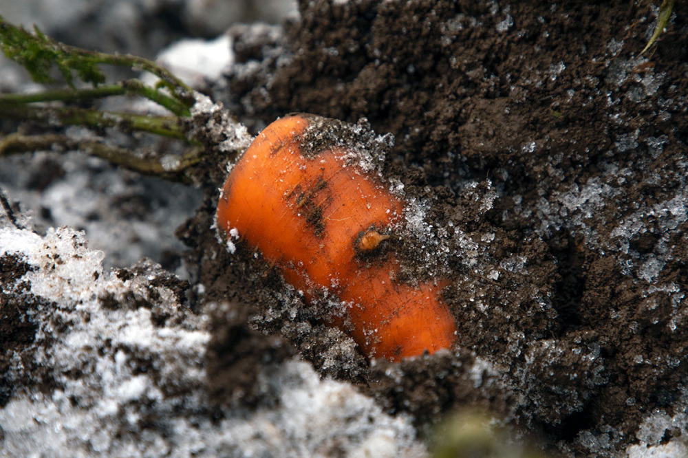 土の中に埋まっているふかうら雪人参