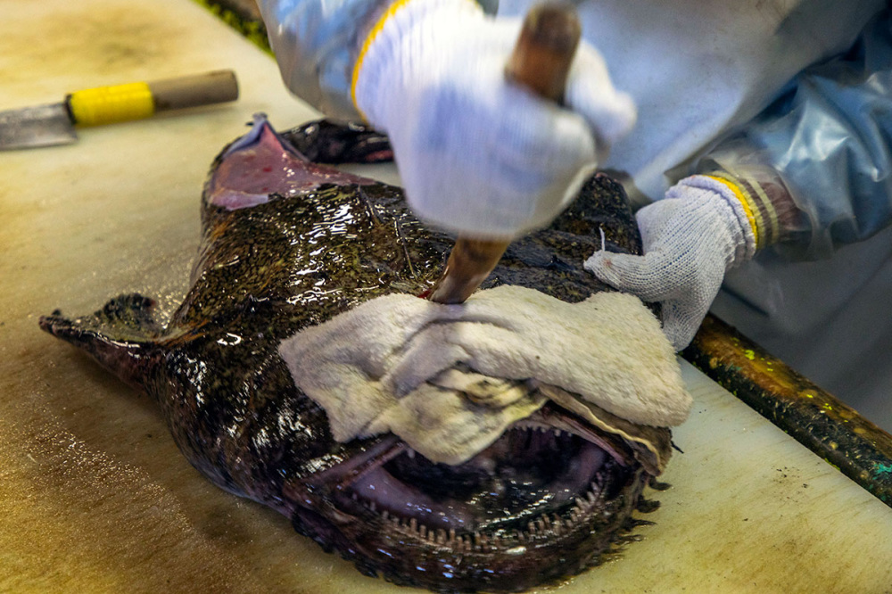 水槽から出した鮟鱇は鮮度を落とさないように速やかに締めます