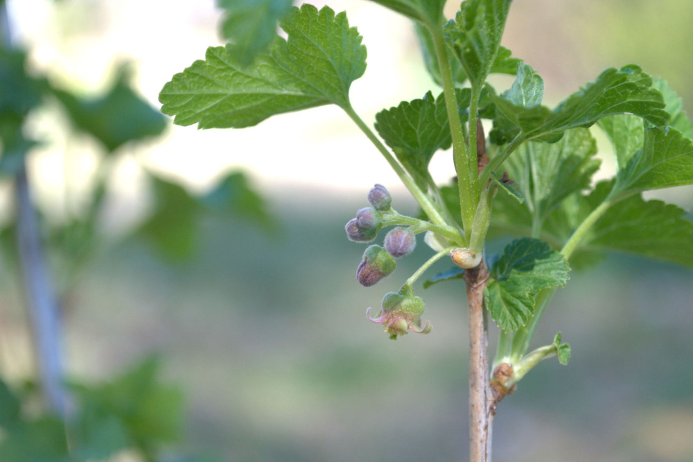 女性たちの力で「日本一」へ