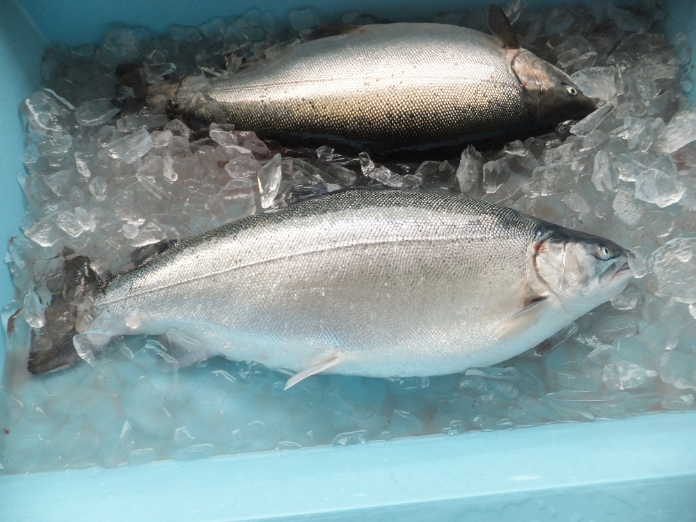 赤色の帯が薄く、全体的に銀色をしている海峡サーモン