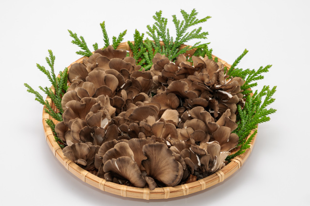 舞茸（まいたけ）