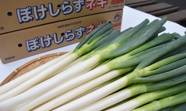 ぼけしらずネギ