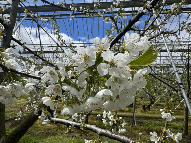 【2025年産】「ジュノハート」開花の季節を迎えました！
