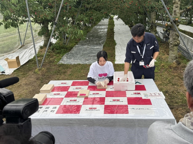 【2025年産】「青森ハートビート」の初競りに向けた収穫・選果作業が実施されました