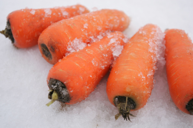 ふかうら雪人参