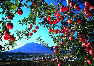 りんごと岩木山.jpg