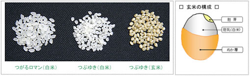 新形質米 | 青森のうまいものたち
