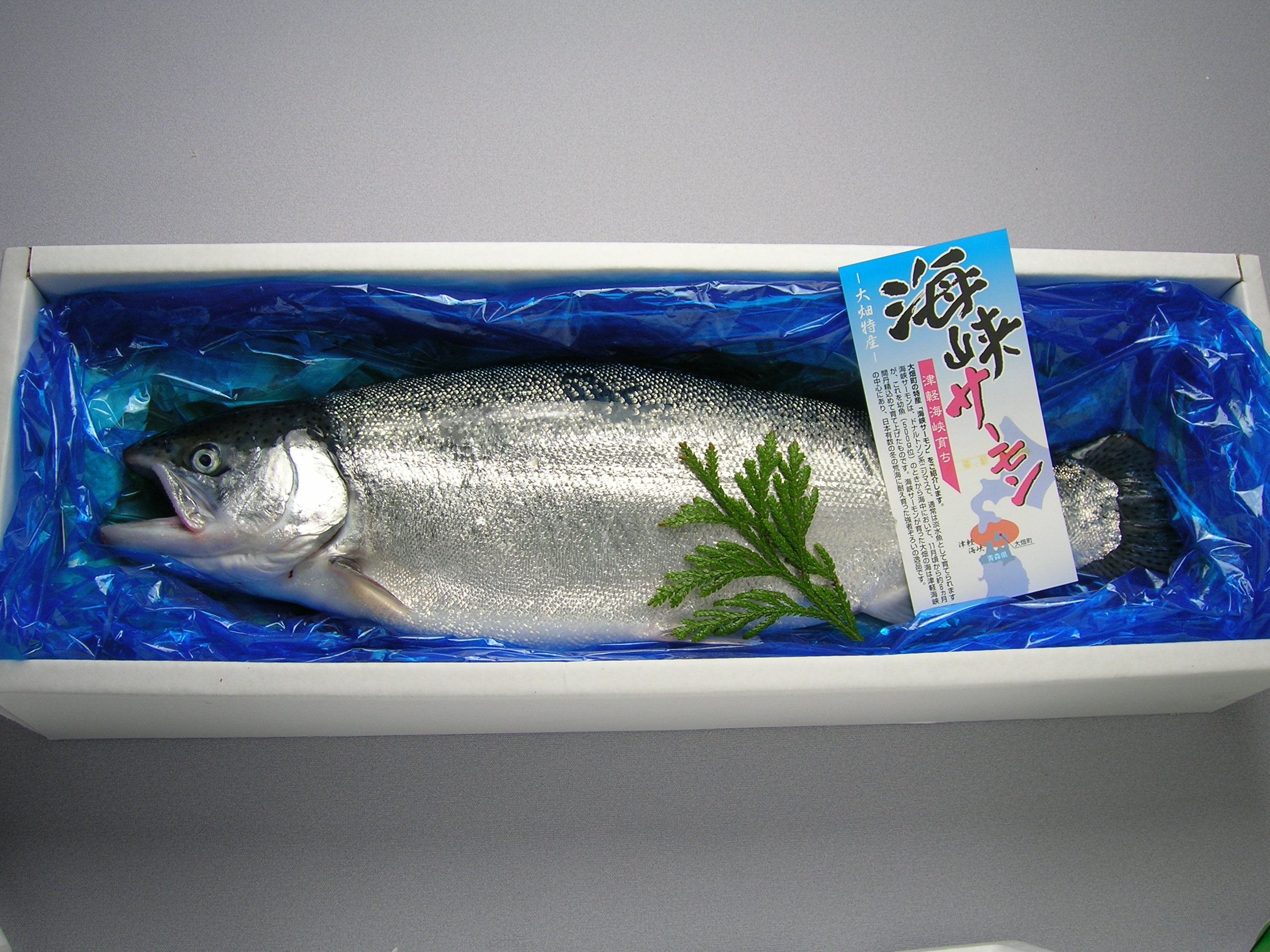 ふるさと納税　むつ市　極　活〆海峡サーモン5.0kg以上(冷蔵)　鮭、サーモン