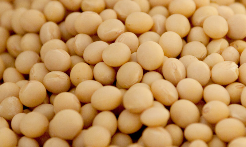 2012年10月 旬の食材 青森の大豆