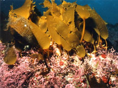 海藻「ツルアラメ」