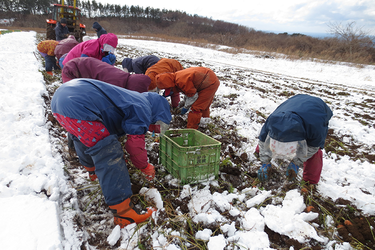 氷点下の雪が降り積もる厳しい環境の中、１本１本丁寧に手作業で収穫されています。