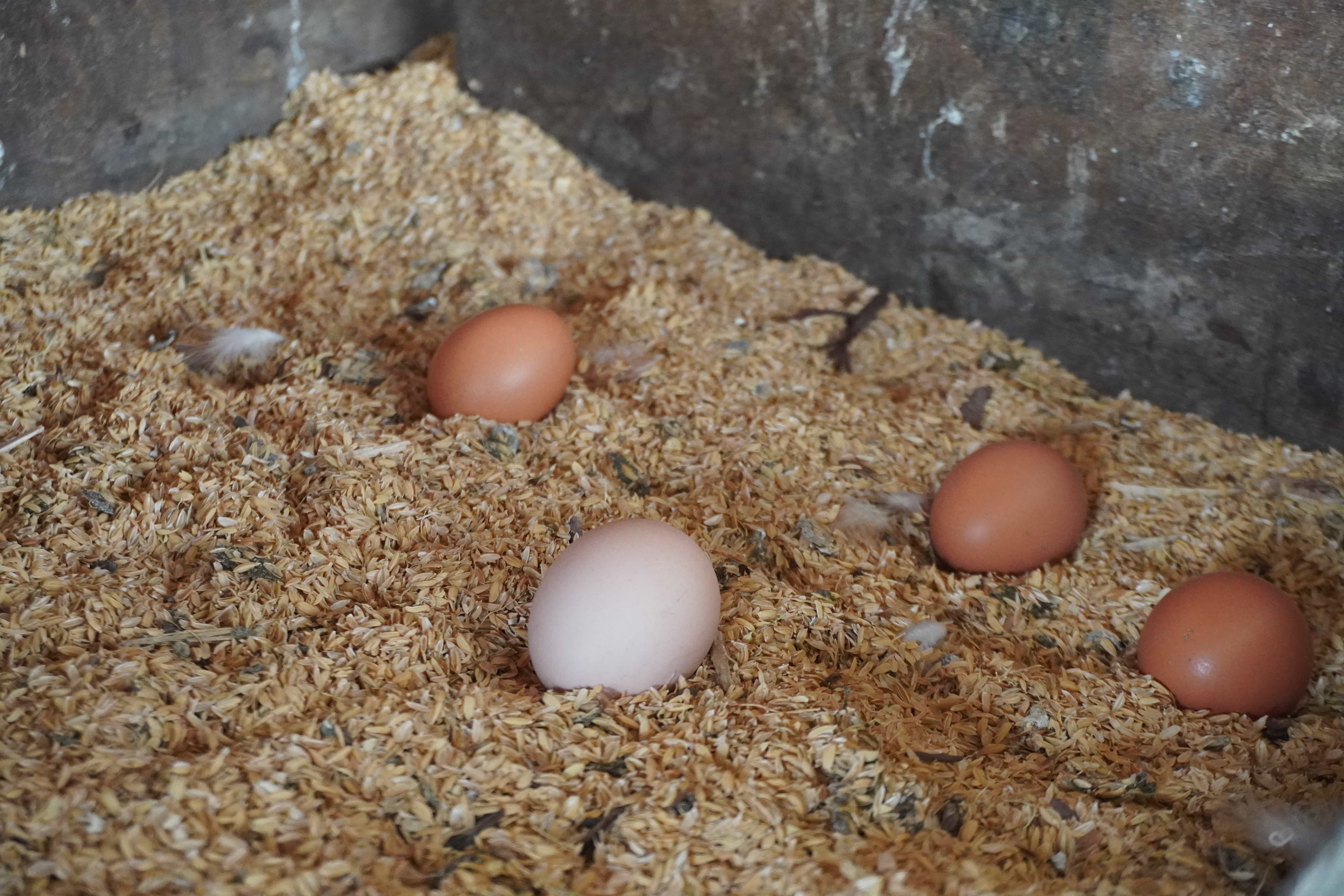 収穫時の卵