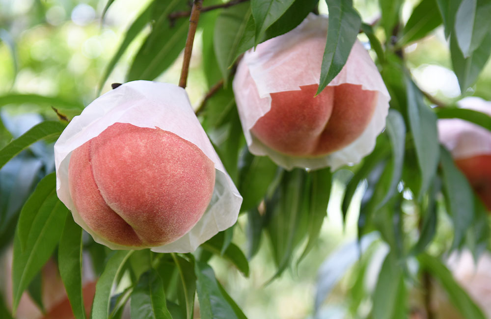 りんごの栽培技術を生かした「津軽の桃」