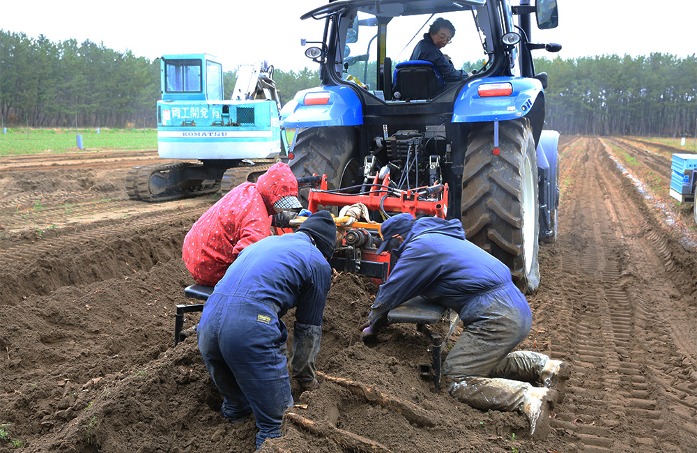 もちとろろの収穫風景　機械で土を掘り起こす